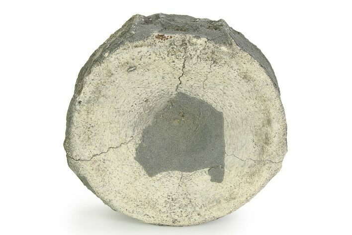 Fossil Ichthyosaur (Brachypterygius) Vertebra - England #351048